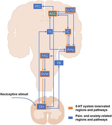Multiple modulatory roles of serotonin in chronic pain and injury-related anxiety